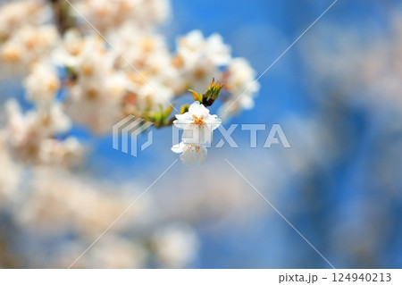 徳佐のしだれ桜 9185 徳佐のしだれ桜 9185 124940213