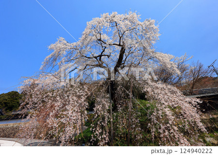 弾正糸桜（しだれ桜）9330 124940222