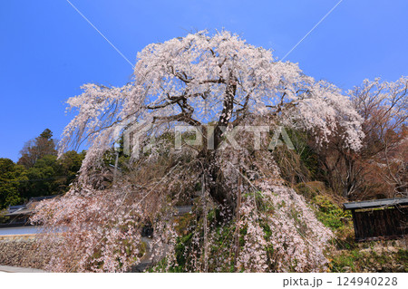 弾正糸桜（しだれ桜）9357 124940228