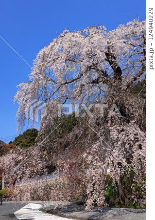 弾正糸桜（しだれ桜）9361 124940229
