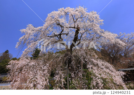 弾正糸桜（しだれ桜）9370 124940231