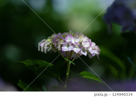 日の差し込みとアジサイ　紫陽花 124940314