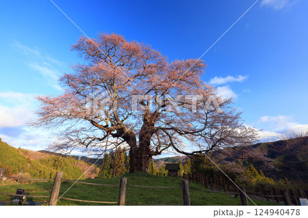 醍醐桜8894 醍醐桜8894 124940478