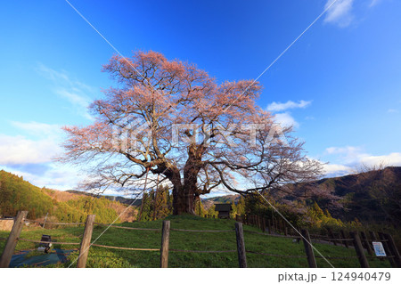 醍醐桜8895 124940479