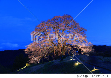 醍醐桜8927- 124940481