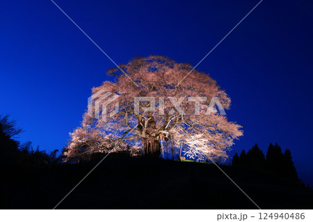 醍醐桜8964 124940486