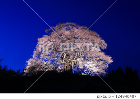 醍醐桜8974 124940487