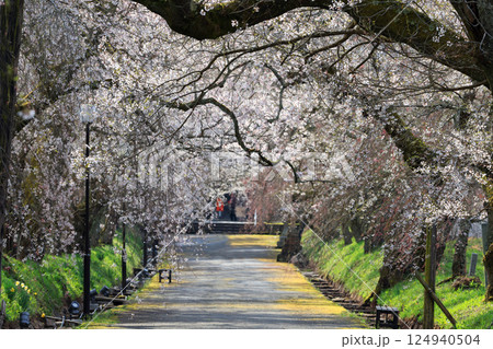 徳佐のしだれ桜9074 徳佐のしだれ桜9074 124940504