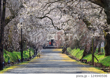 徳佐のしだれ桜9077 徳佐のしだれ桜9077 124940506