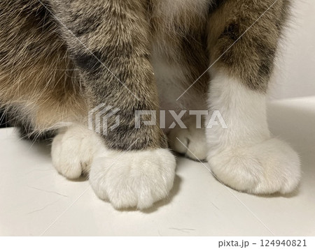 ふっくらとした猫の白い足 ふっくらとした猫の白い足 124940821