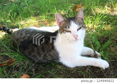 ローテンブルク(ドイツ)の公園でくつろぐネコのアップ ローテンブルク(ドイツ)の公園でくつろぐネコのアップ 124940822