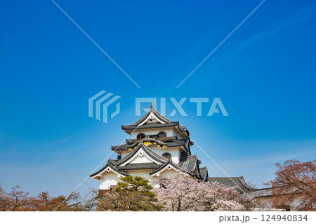 さくらの彦根城 124940834