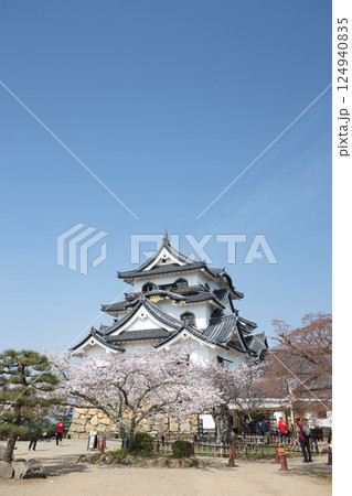 さくらの彦根城 さくらの彦根城 124940835