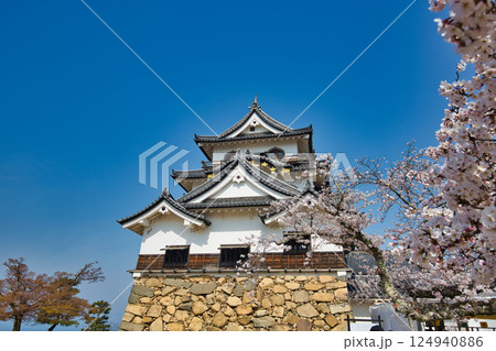 さくらの彦根城 さくらの彦根城 124940886