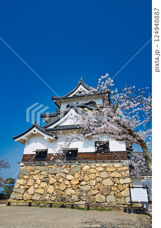さくらの彦根城 124940887