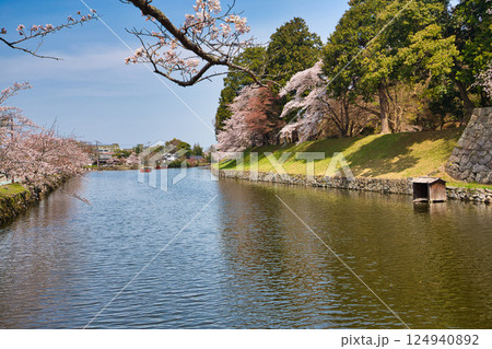 さくらの彦根城 124940892