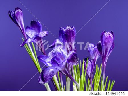 Dew-Kissed Purple Crocus Blossom in Springtime Light 124941063
