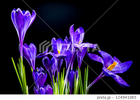 Vivid Purple Crocus Blooms Against Black, Dew-Kissed Spring Flowers 124941065