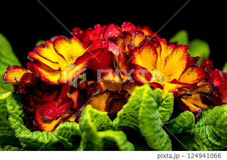 Vivid red Primula Bloom with Dew Drops 124941066