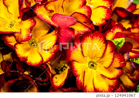 Vivid red Primula Bloom with Dew Drops Vivid red Primula Bloom with Dew Drops 124941067