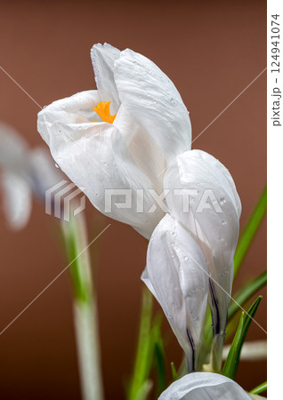 Dew-Kissed White Crocus Blooms Against a Soft Brown Backdrop 124941074
