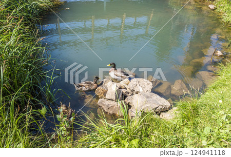 Duck in the pond 124941118