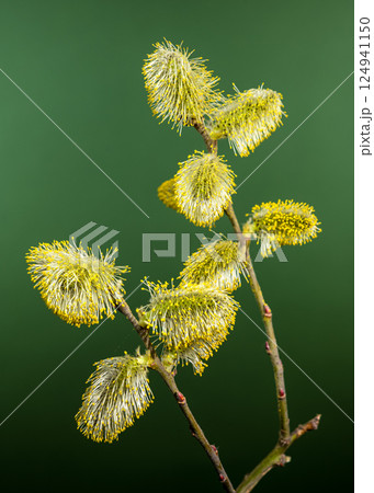 Vibrant Willow Catkins Blooming Against a green Backdrop 124941150