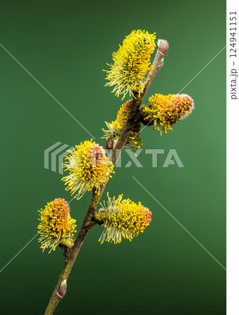 Vibrant Willow Catkins Blooming Against a green Backdrop Vibrant Willow Catkins Blooming Against a green Backdrop 124941151