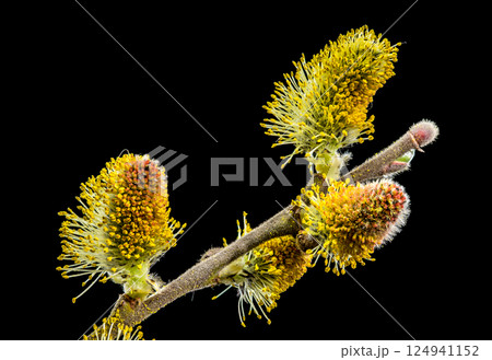 Willow Catkins in Bloom on Branch Against Dark Background 124941152