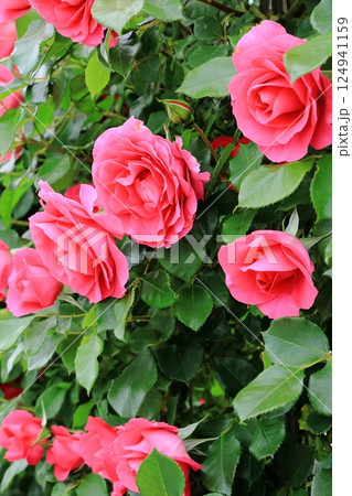 満開の薔薇 満開の薔薇 124941159