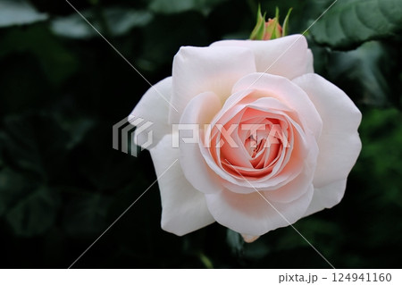 薄桃色の薔薇 124941160