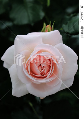 薄桃色の薔薇 124941161