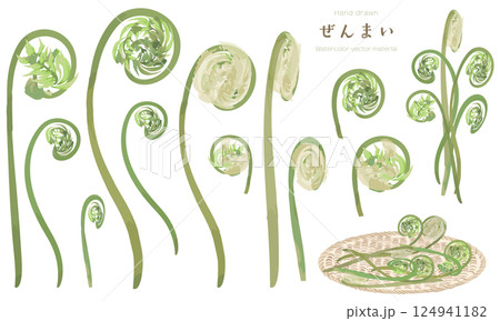 水彩でラフに描いたゼンマイの素材セット 124941182
