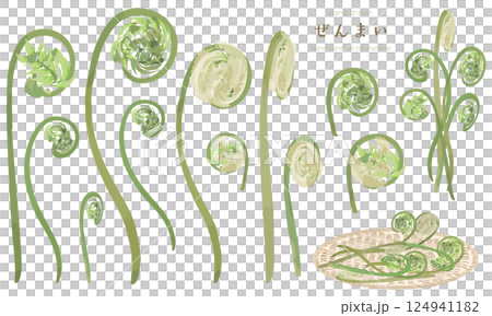 水彩でラフに描いたゼンマイの素材セット 124941182