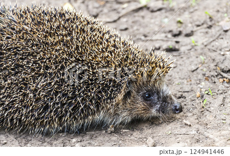 Forest hedgehog on the road 124941446