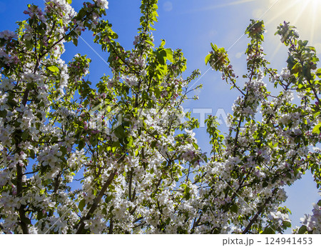 Blooming apple tree 124941453