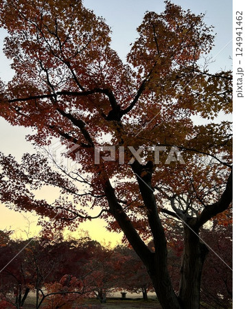秋の紅葉 124941462