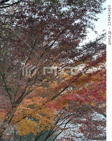 秋の紅葉 124941465