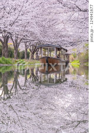 京都　伏見十石舟と満開の桜 124941677