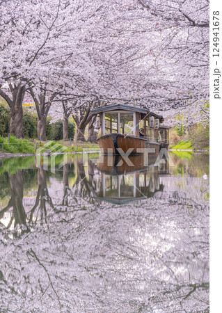 京都　伏見十石舟と満開の桜 124941678