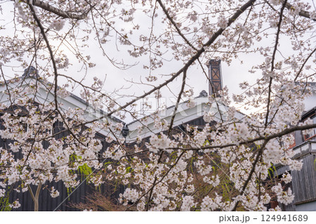 京都 伏見の酒蔵と満開の桜 京都 伏見の酒蔵と満開の桜 124941689