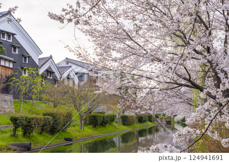 京都 伏見の酒蔵と満開の桜 京都 伏見の酒蔵と満開の桜 124941691