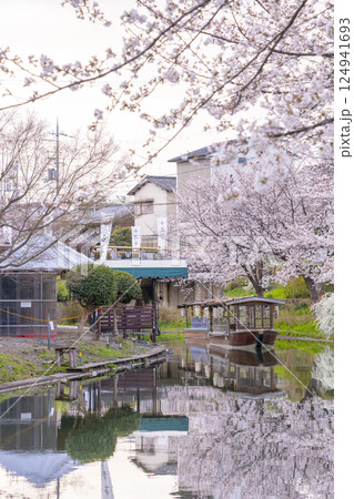 京都　伏見十石舟と満開の桜 124941693
