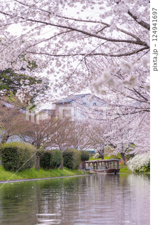 京都 伏見十石舟と満開の桜 京都 伏見十石舟と満開の桜 124941697