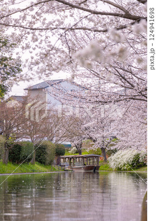 京都　伏見十石舟と満開の桜 124941698