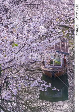 京都 伏見十石舟と満開の桜 京都 伏見十石舟と満開の桜 124941718