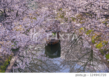 京都　伏見十石舟と満開の桜 124941720