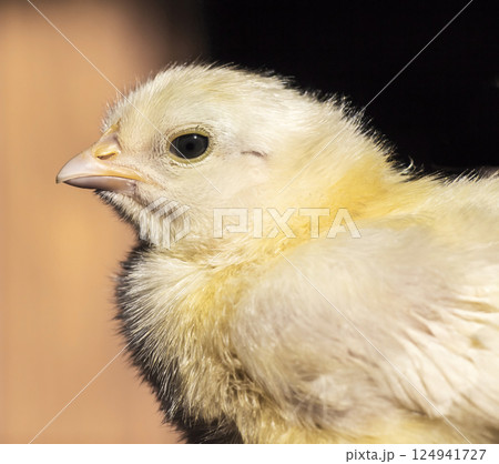 small chicken 124941727