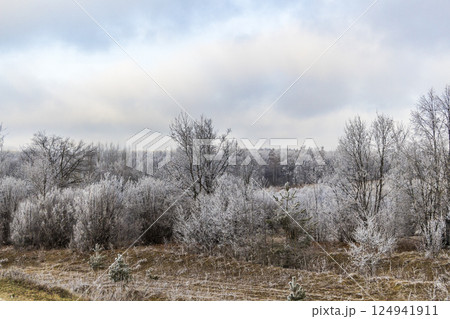 Winter forest landscape 124941911