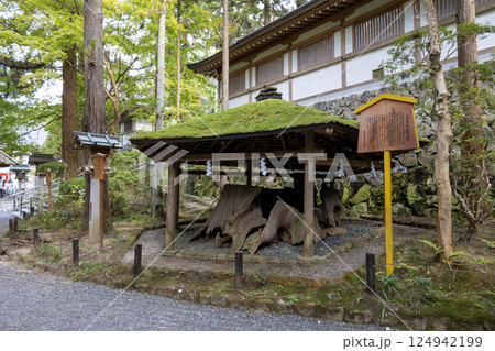 奈良県大神神社/衣掛杉(2024年11月撮影) 奈良県大神神社/衣掛杉(2024年11月撮影) 124942199